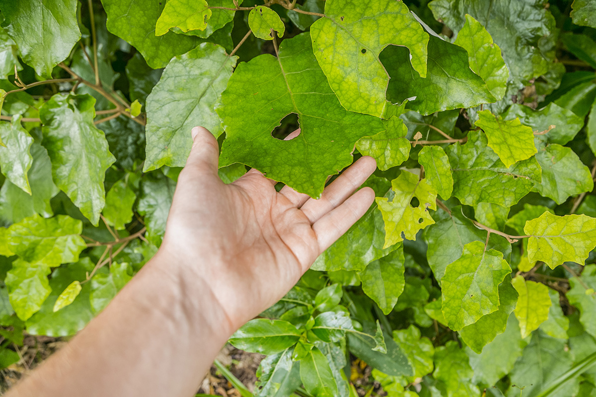 Kawakawa-CREDIT-Hayden-Lloyd-Photography.jpg (439 KB)